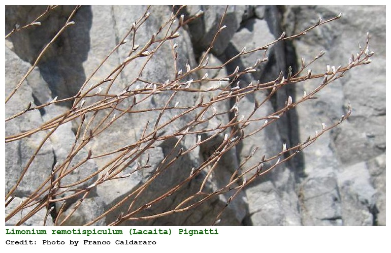 Limonium remotispiculum (Lacaita) Pignatti
